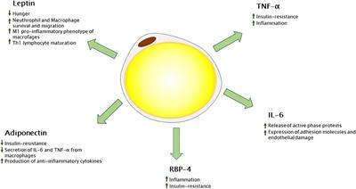 Pediatric Obesity and the Immune System